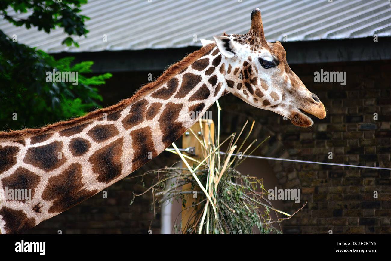 Ritratto di una giraffa Foto Stock