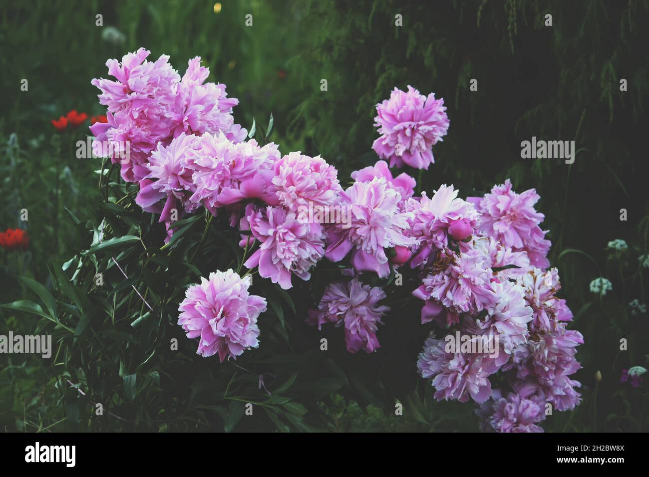 Bellissimi fiori di peonia in fiore sullo sfondo della natura estiva Foto Stock