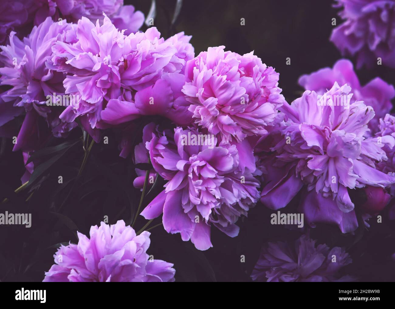 Bellissimi fiori di peonia in fiore sullo sfondo della natura estiva Foto Stock