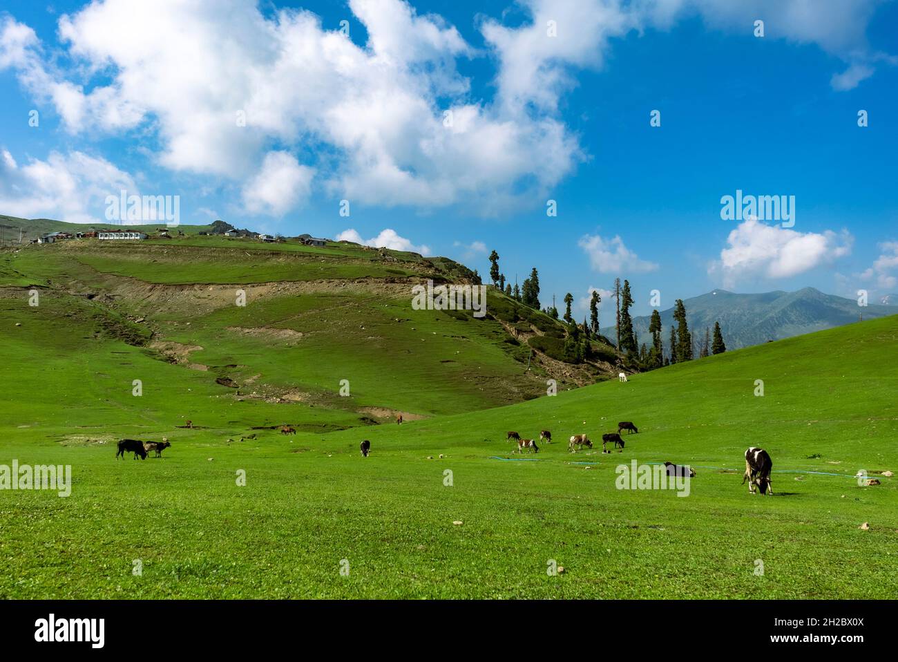 Bellissimo paesaggio a Gulmarg Jammu Kashmir Foto Stock