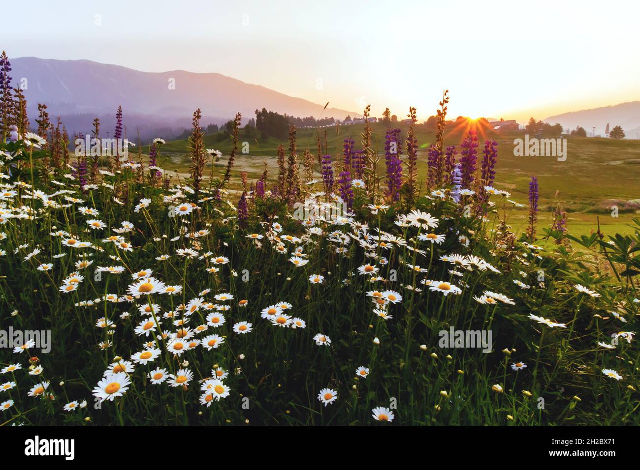 Bellissimo paesaggio a Gulmarg jammu Kashmir Foto Stock