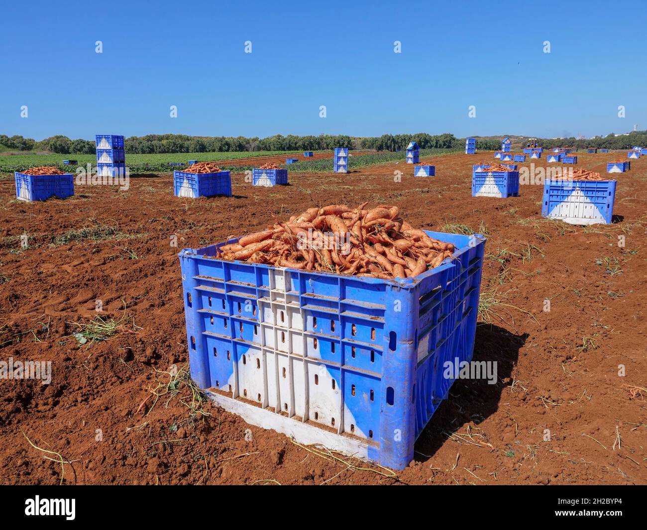 Pallet di patate dolci scavate fresche in un campo. Foto Stock