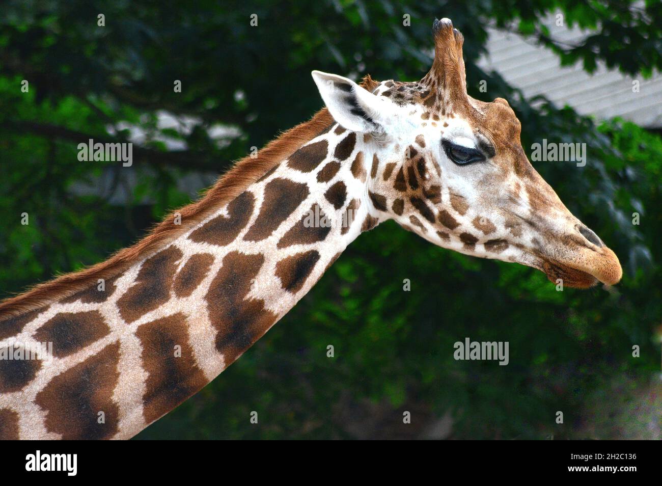Ritratto di una giraffa Foto Stock