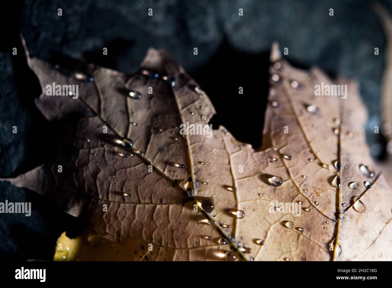 Luce su foglia Foto Stock