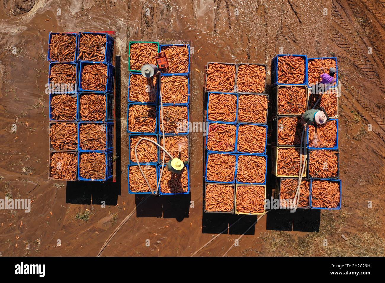 Operai agricoli che lavano fuori lo sporco dai pallet freschi selezionati di patate dolci caricati sui rimorchi. Foto Stock