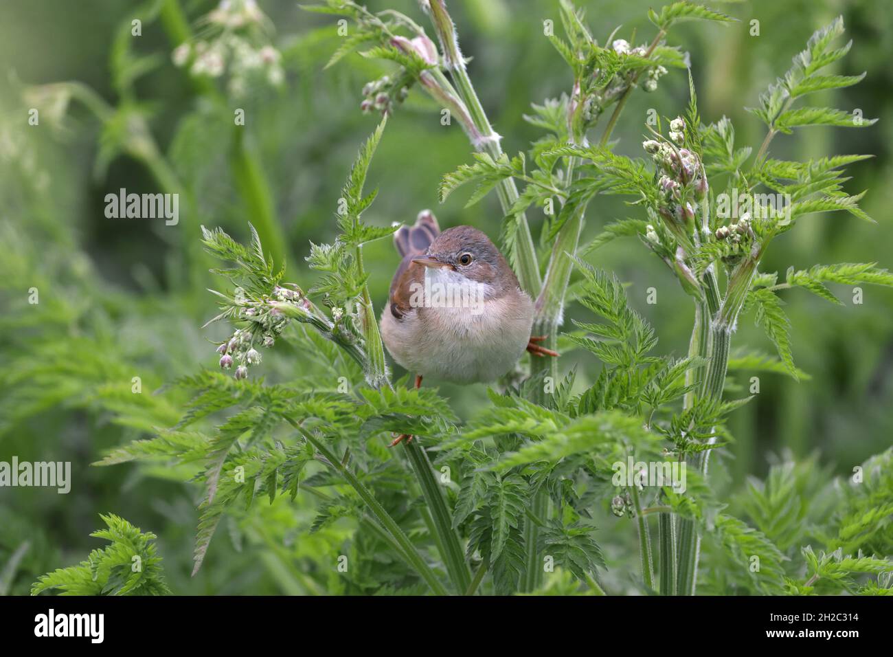 whitegola (Sylvia communis), maschio siede sul prezzemolo di vacca, Olanda, Frisia Foto Stock