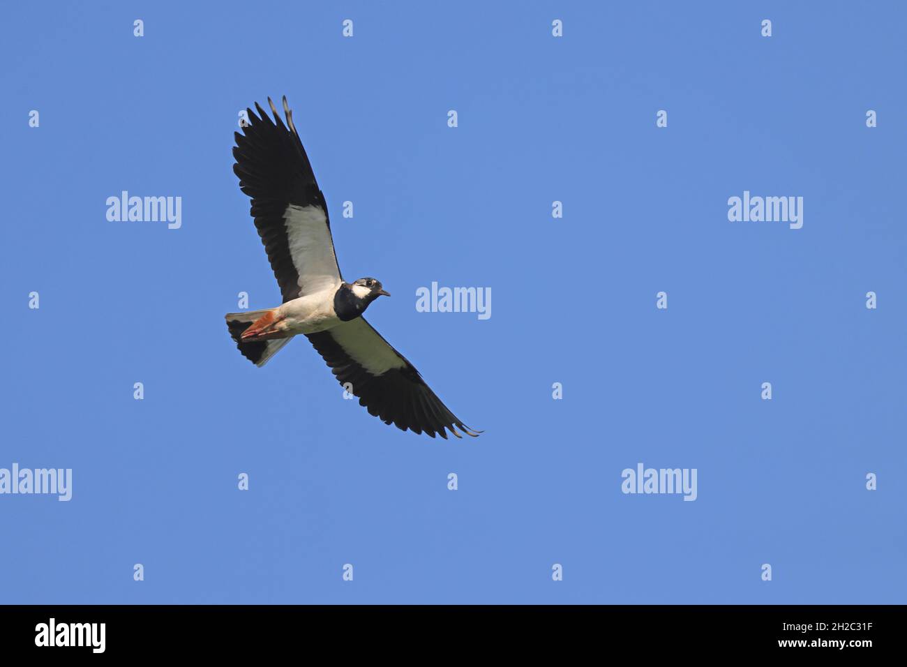 Lappata settentrionale (Vanellus vanellus), maschio in volo nel cielo blu, vista dal basso, Paesi Bassi, Frisia Foto Stock
