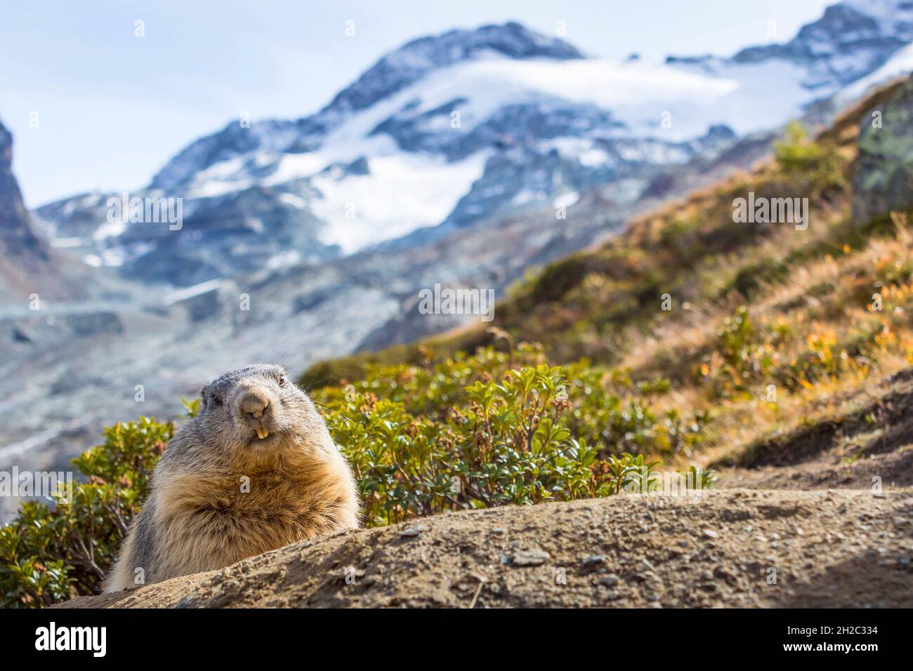 Marmotta alpina (Marmota marmota), di fronte alla sua fossa in paesaggio di montagna, Svizzera, Vallese, Saas Fee Foto Stock