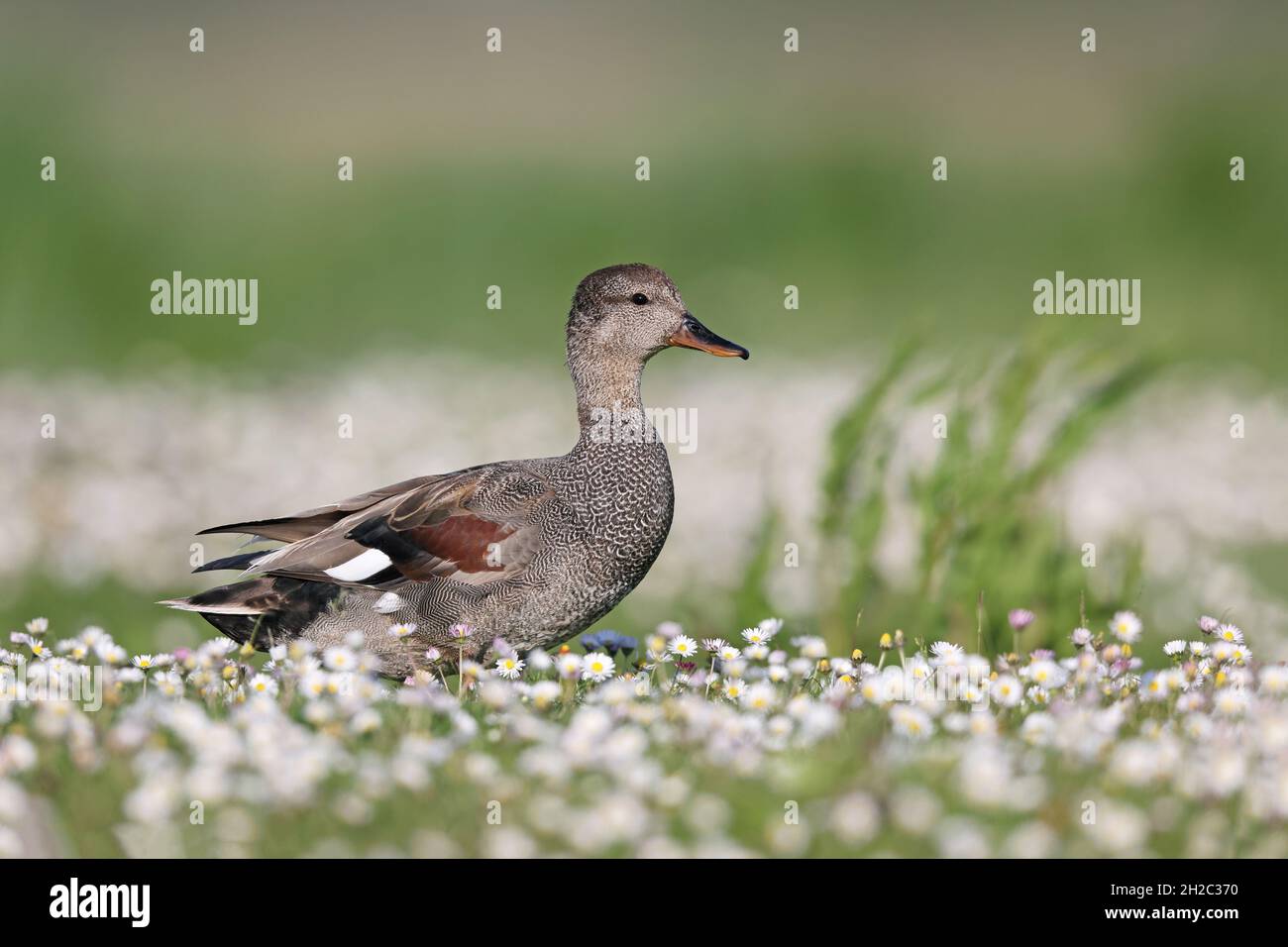 gadwall (Anas strepera, Mareca strepera), Drakes passeggiate in un prato margherita, Paesi Bassi, Frisia, Parco Nazionale Lauwersmeer Foto Stock