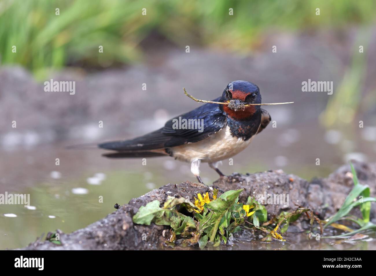 Fienile inghiottito (Hirundo rustica), si trova ad una pozza con materiale nidificante nel Bill, Paesi Bassi, Frisia Foto Stock