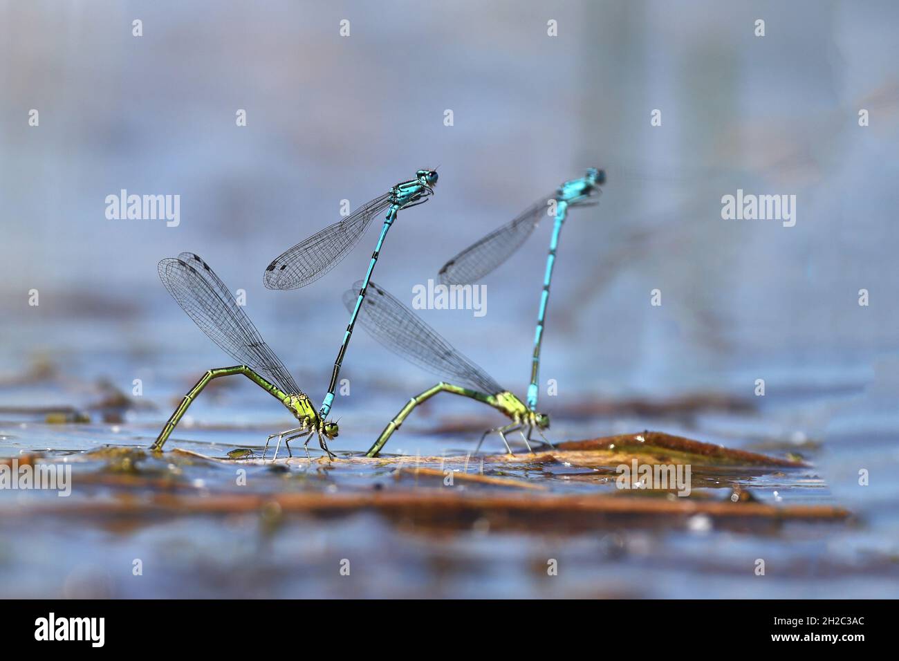 Coenagrion comune, Azure damselfly (Coenagrion puella), due coppie depositano uova in acque poco profonde, Paesi Bassi, Frisia, Oldeberkoop Foto Stock