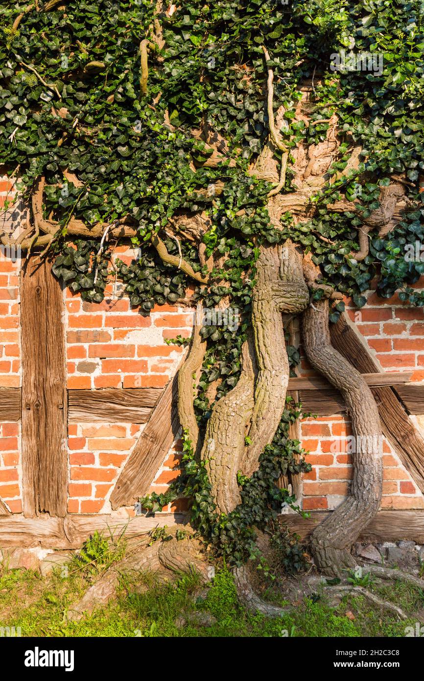 Edera inglese, edera comune (Hedera Helix), edera vecchio al rivestimento di una vecchia casa in legno-incorniciata clinkered, Germania, Meclemburgo-Pomerania occidentale Foto Stock