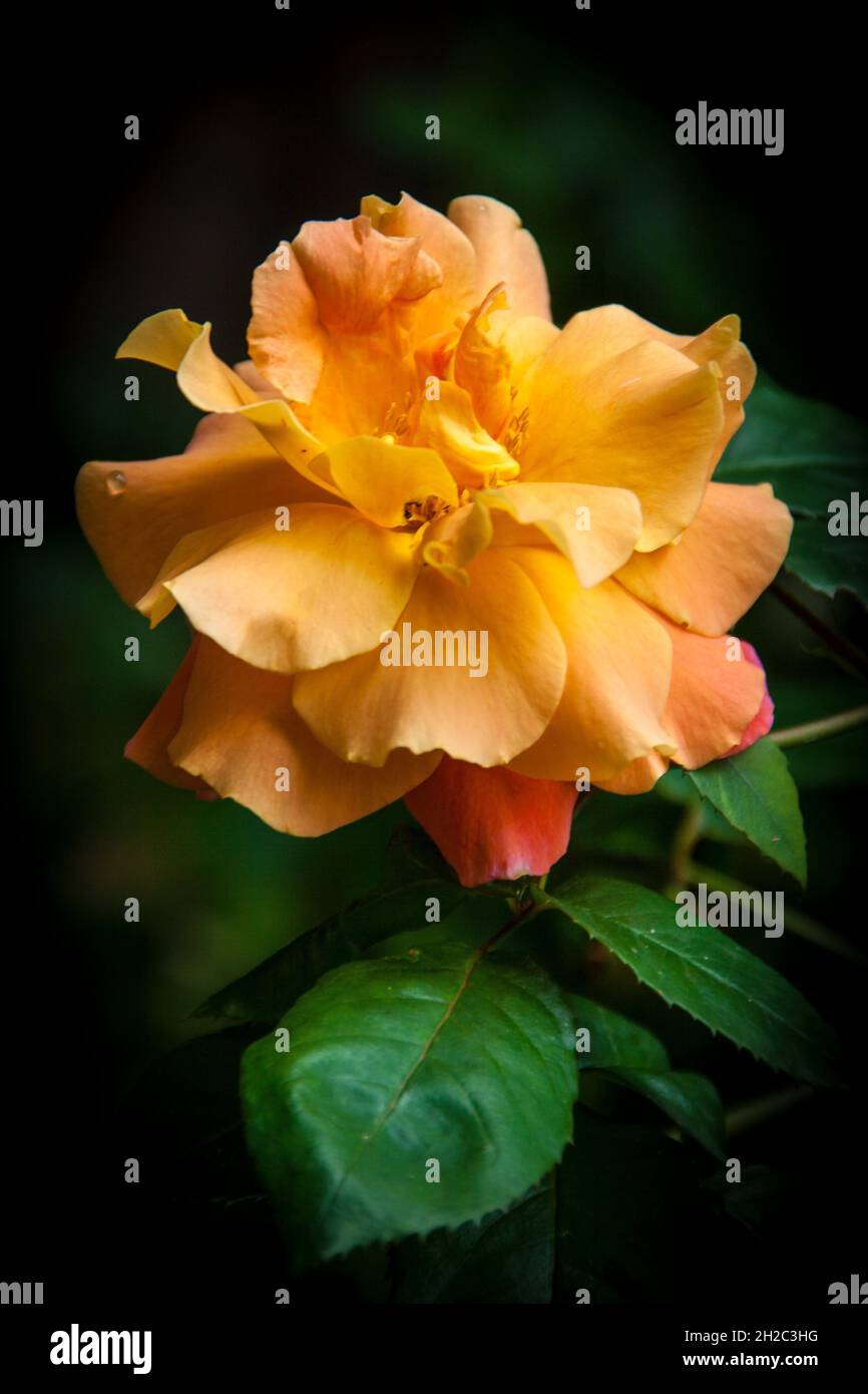 Rosa ornamentale (rosa spec.), rosa arancione con sfondo scuro, Germania Foto Stock
