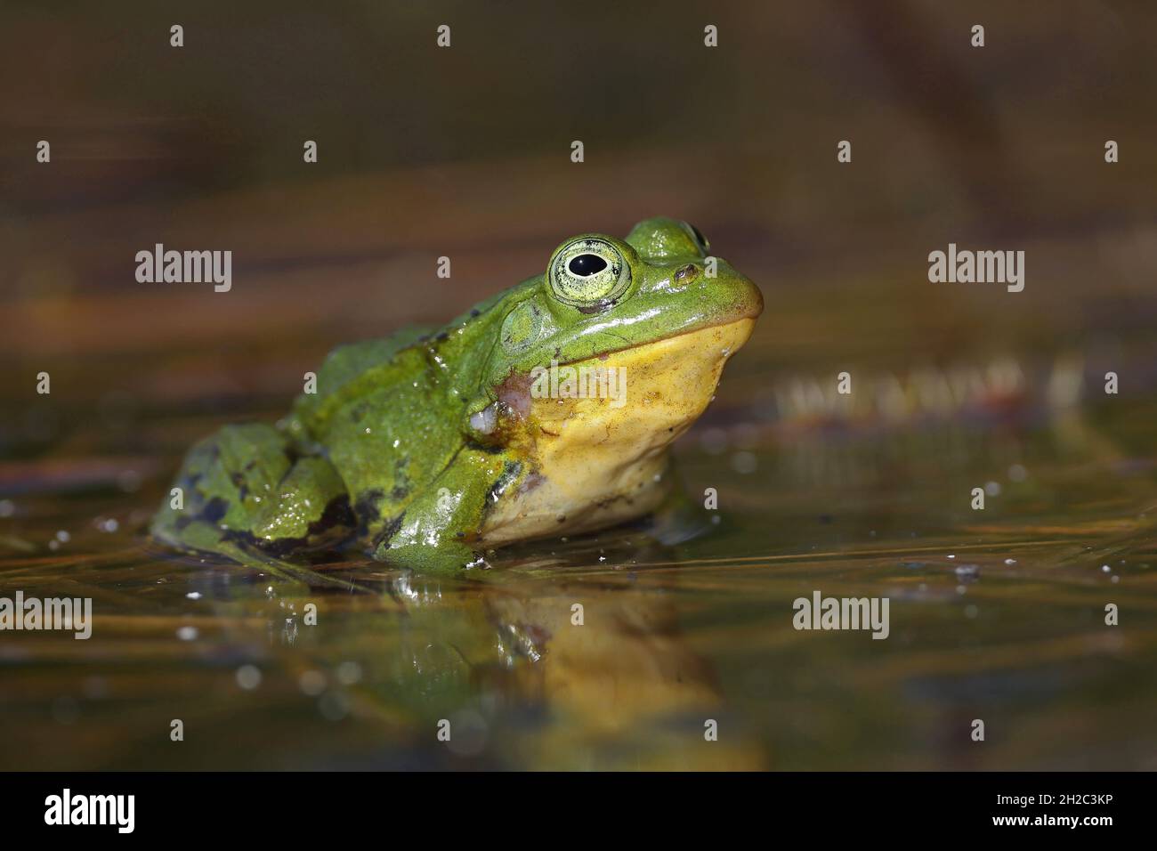 Rana da piscina, piccola rana d'acqua (Rana lessonae, Pelophylax lessonae), si trova in uno stagno, Paesi Bassi, Frisia Foto Stock