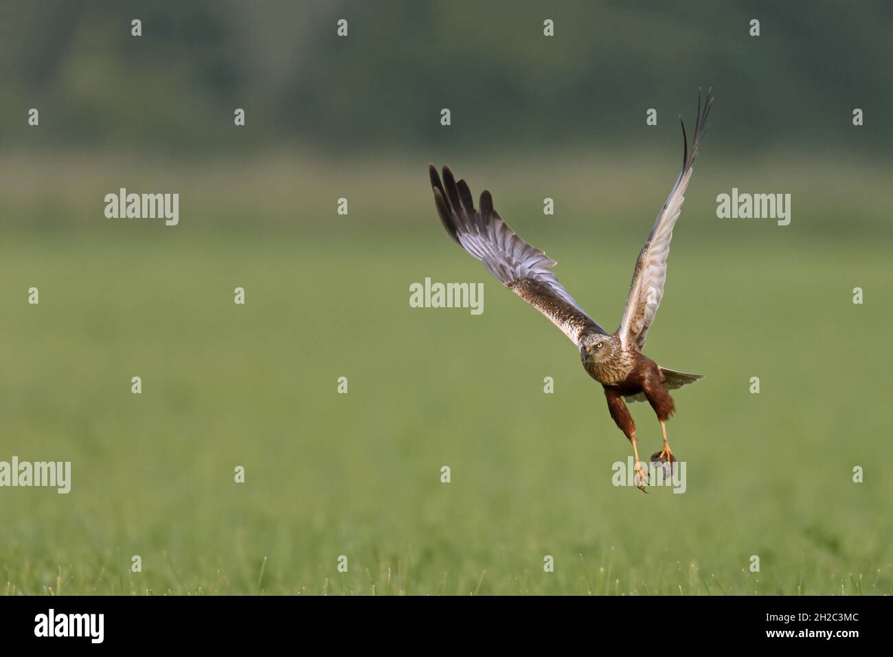 Western Marsh Harrier (Circus aeruginosus), maschio toglie un prato con piccolo mammifero nelle sue artigli, Paesi Bassi Foto Stock