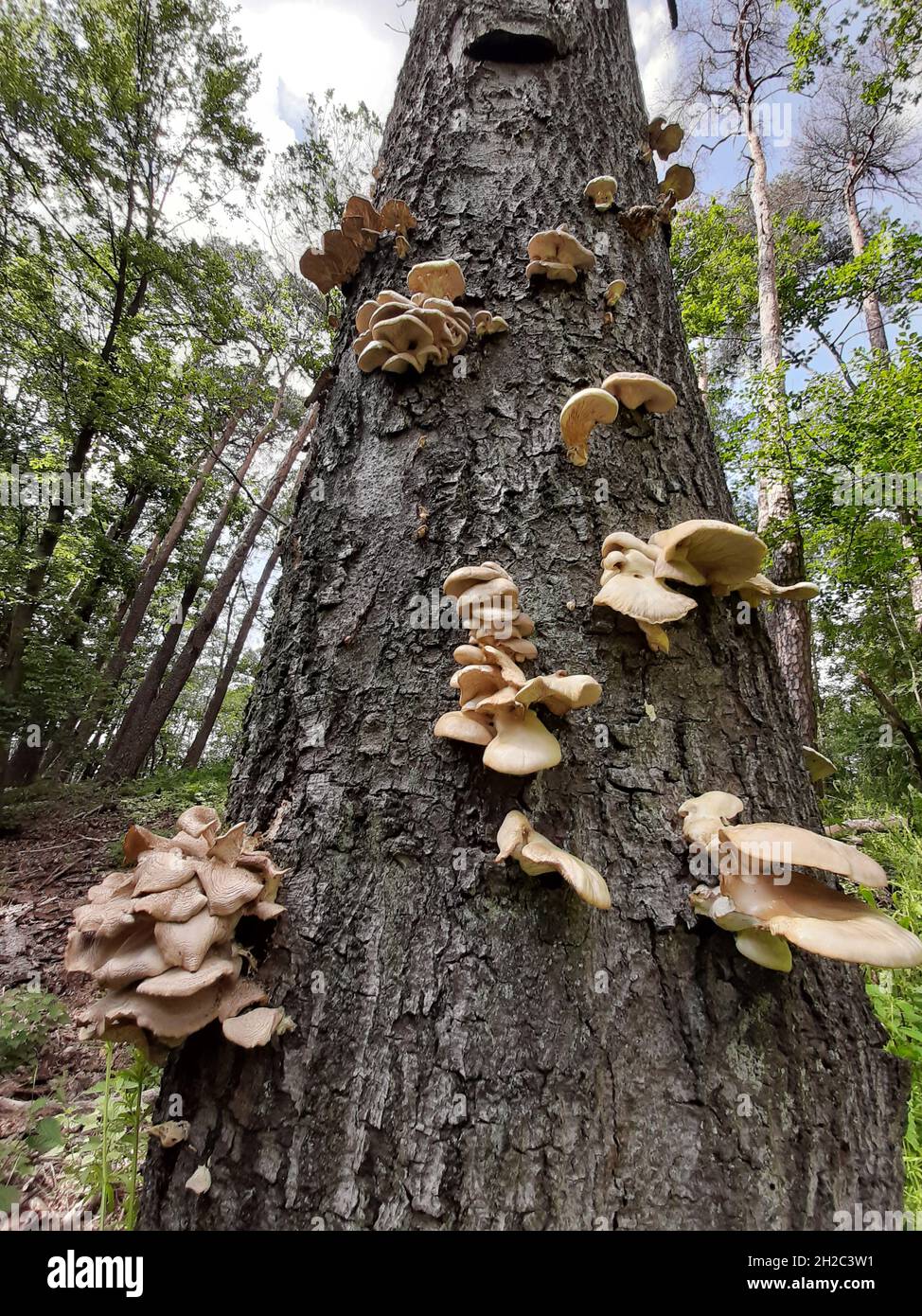 Staffa funghi su un tronco morto, Germania Foto Stock