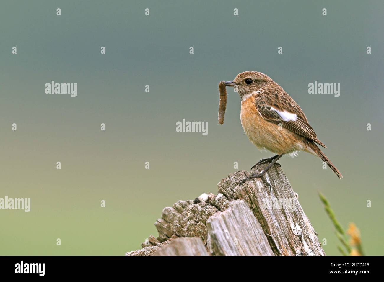 Stonechat comune (Saxicola rubicola, Saxicola torquata rubicola), femmina arroccato su un palo di recinzione con bruco catturato nel suo conto, Paesi Bassi Foto Stock