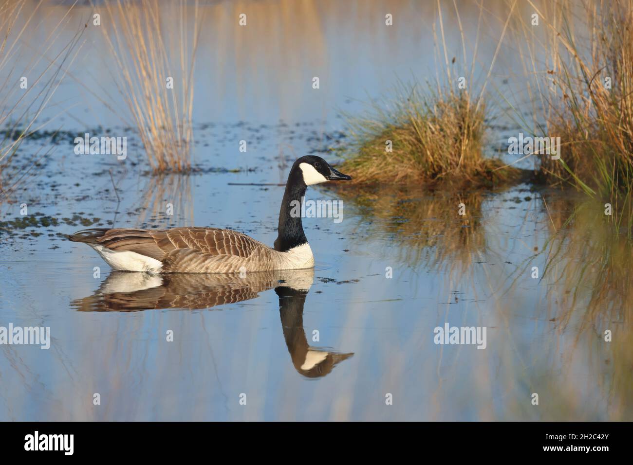 Oca canadese (Branta canadensis), nuoto, specchio, Paesi Bassi, Frisia, Fochteloervenn Foto Stock