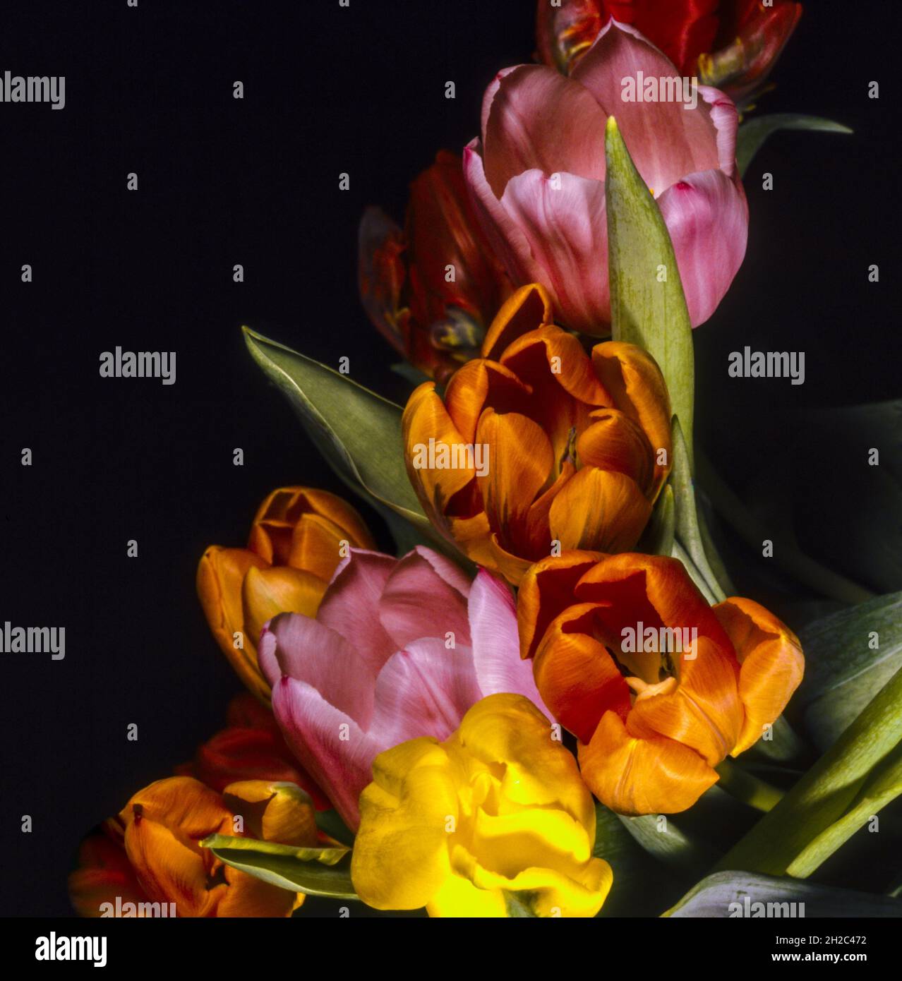 Tulipano da giardino comune (spec. Tulipa), cascata di tulipani in rosso, arancione, rosa e giallo; sfondo scuro. Foto Stock