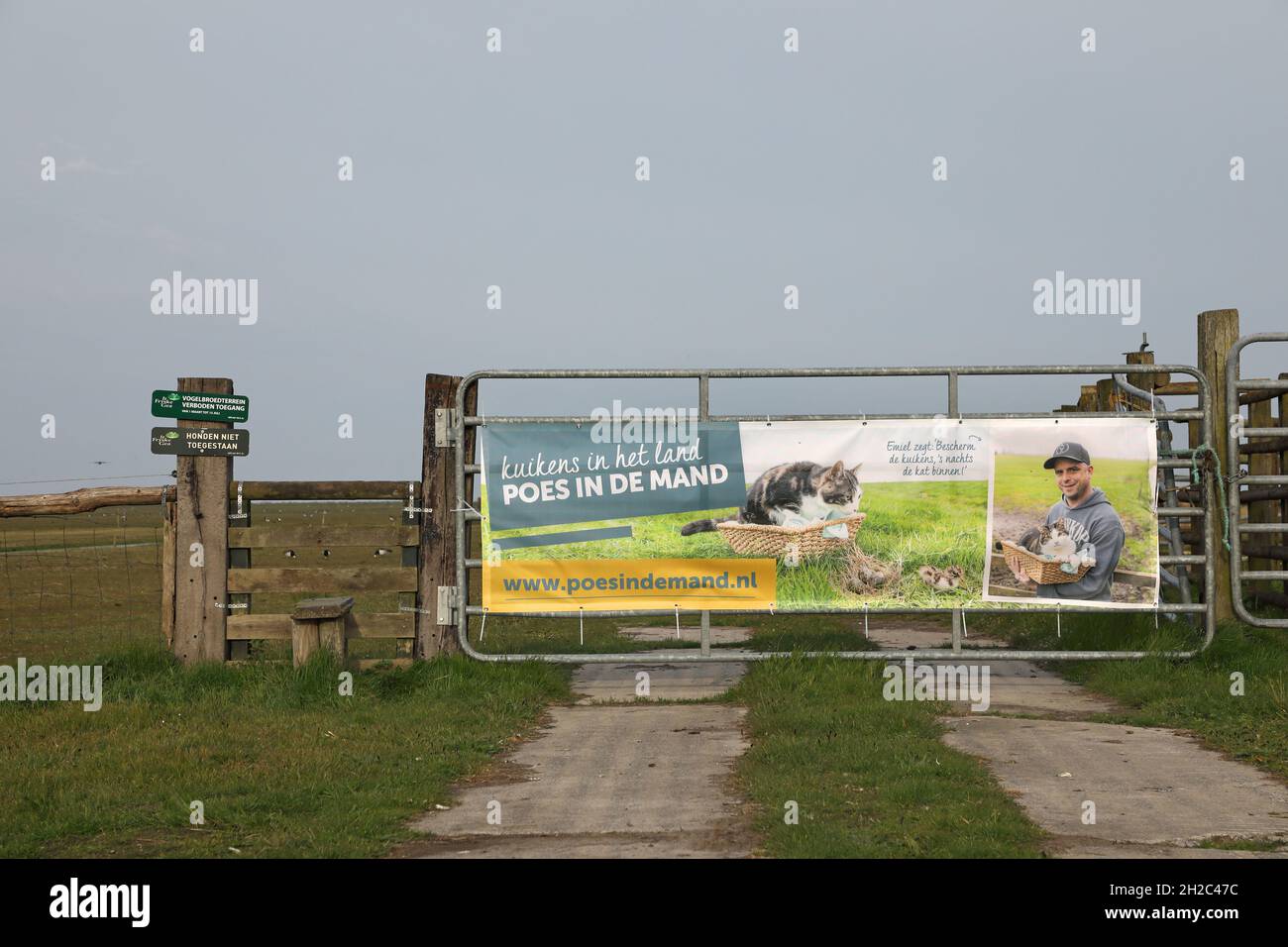 Campagna poster contro i gatti che si spostano liberamente, protezione dei pulcini, Paesi Bassi, Frisia, Workum Foto Stock
