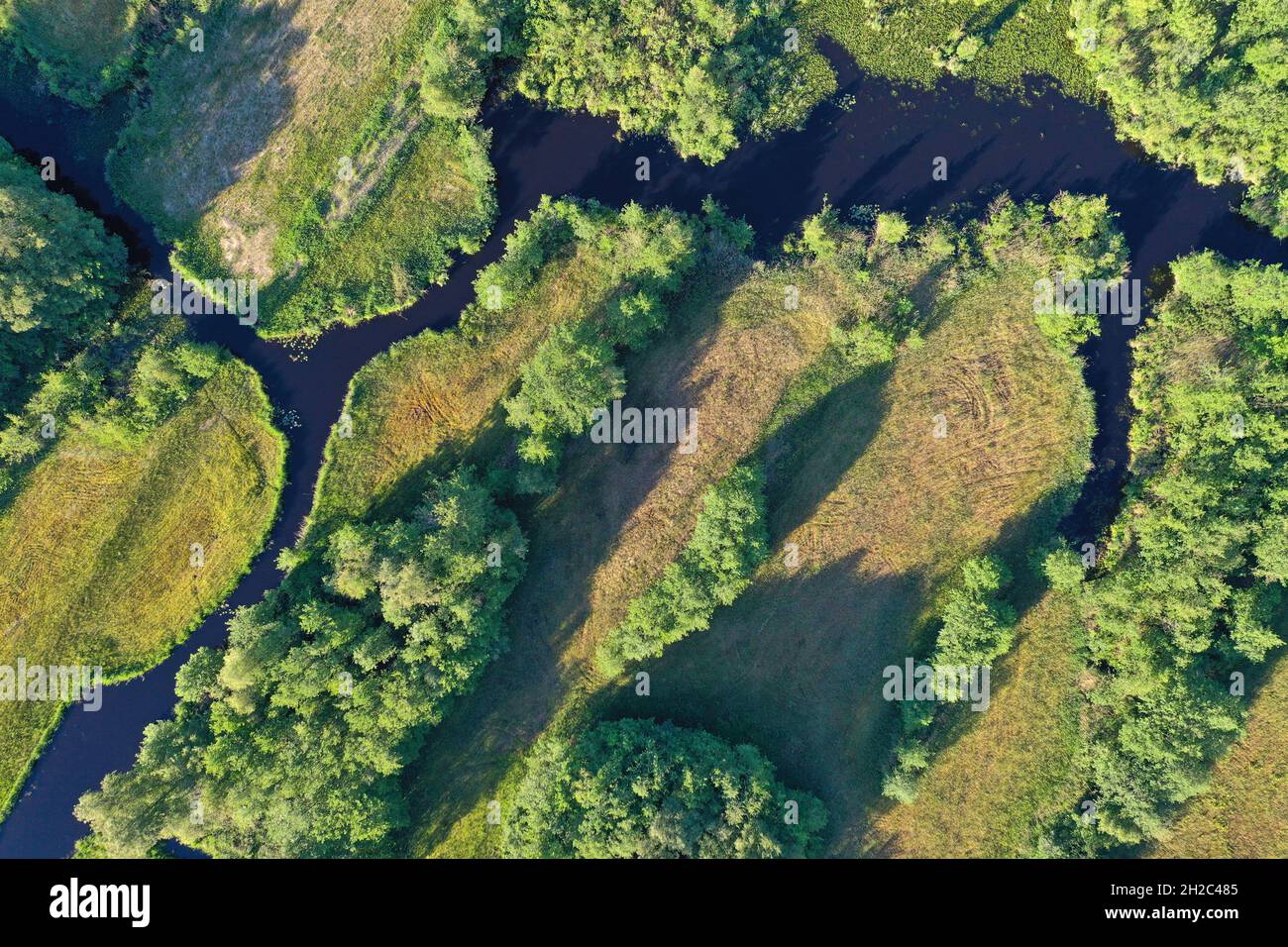Foresta umida e paludi ad ovest di Beulakerpolder, Paesi Bassi, Overijssel, Weerribben-Wieden National Park, Giethoorn Foto Stock