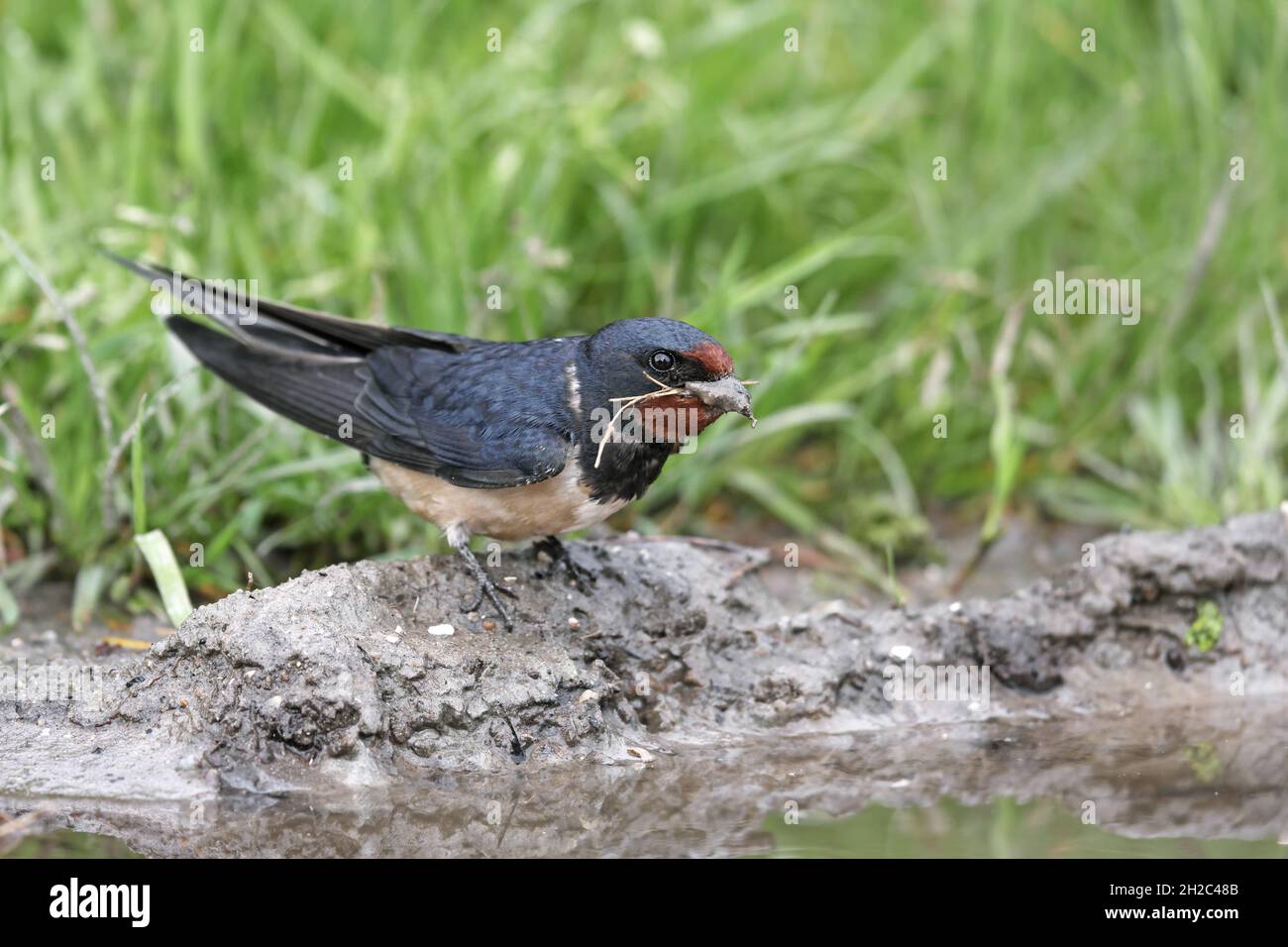 Fienile inghiottito (Hirundo rustica), raccoglie materiale nidificante in un luogo d'acqua, Paesi Bassi, Frisia Foto Stock