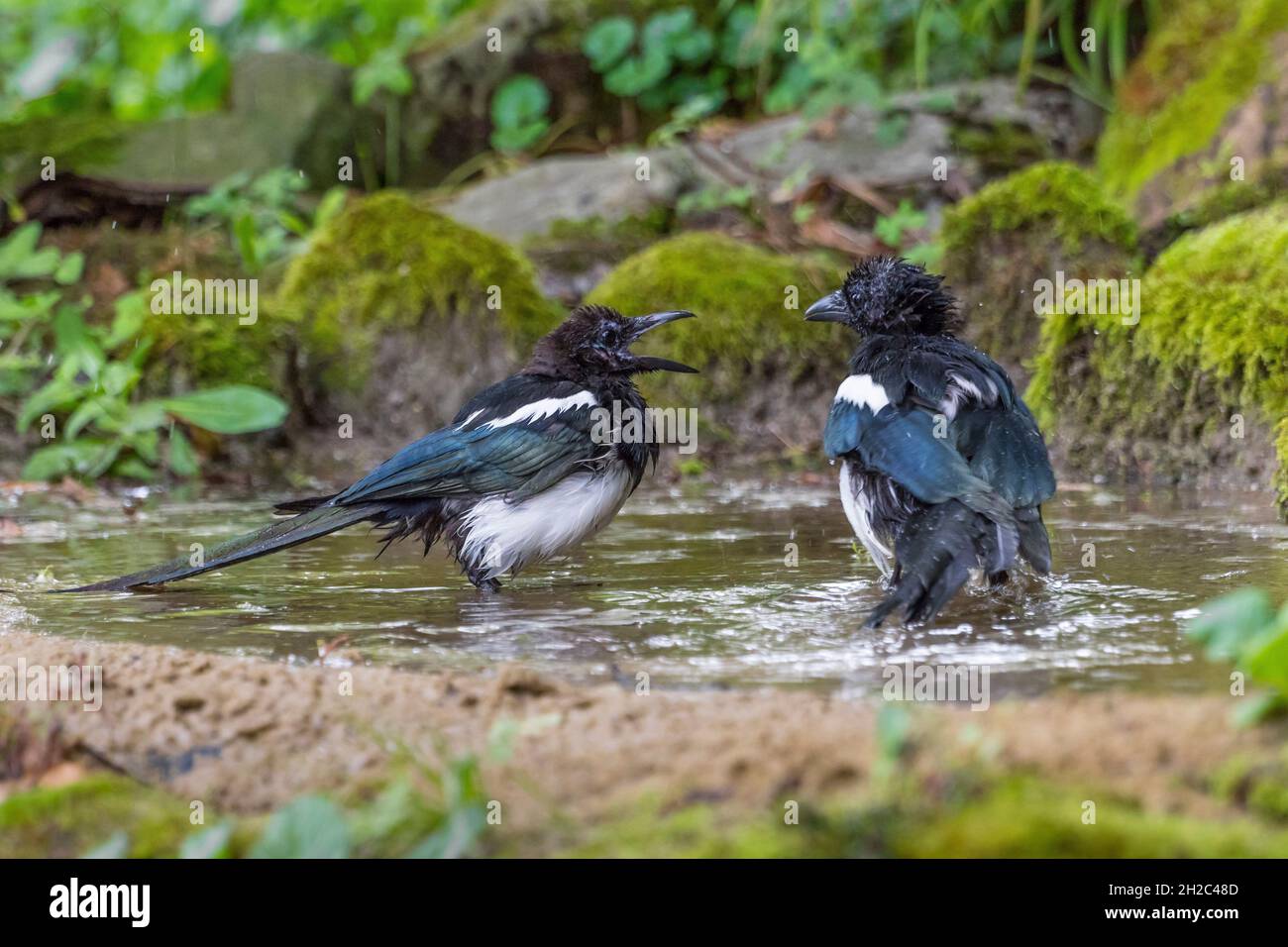 Magpie con fatturazione nera (Pica pica), due magpie che si bagnano in un laghetto forestale, Svizzera, Sankt Gallen Foto Stock