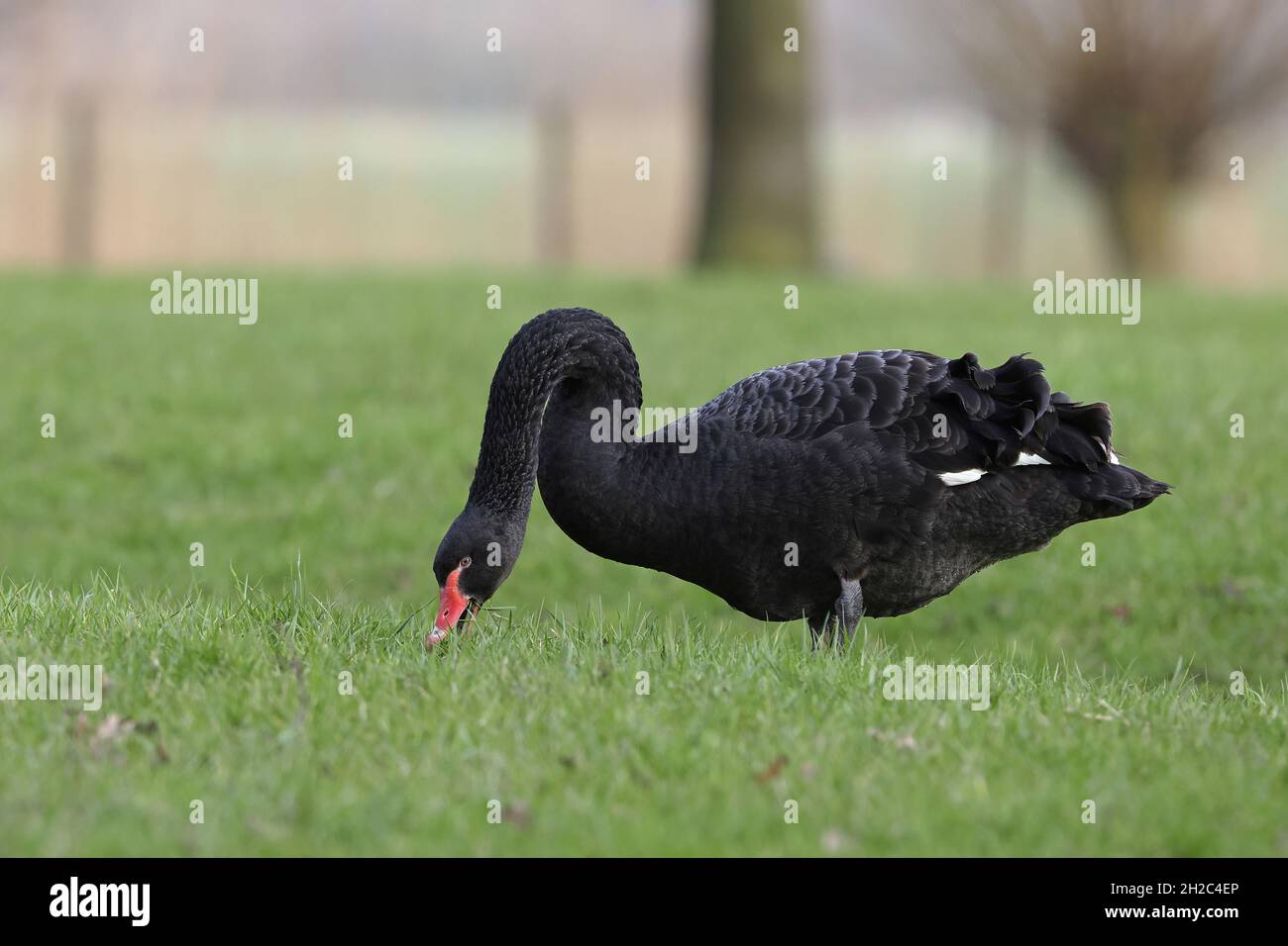 Cigno nero (Cygnus atratus), alimenta l'erba in un prato, Paesi Bassi, Frisia, Jelsum Foto Stock