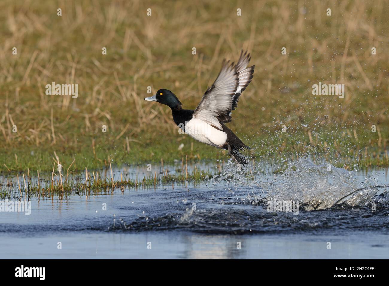 Anatra tufted (Aythya fuligula), drake decola acqua, Paesi Bassi, Frisia, Workum Foto Stock