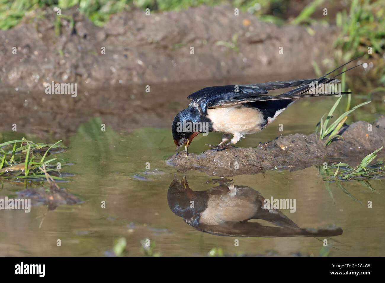 Fienile inghiottito (Hirundo rustica), raccoglie materiale nidificante in un luogo d'acqua, con immagine irrorante, Paesi Bassi, Frisia Foto Stock