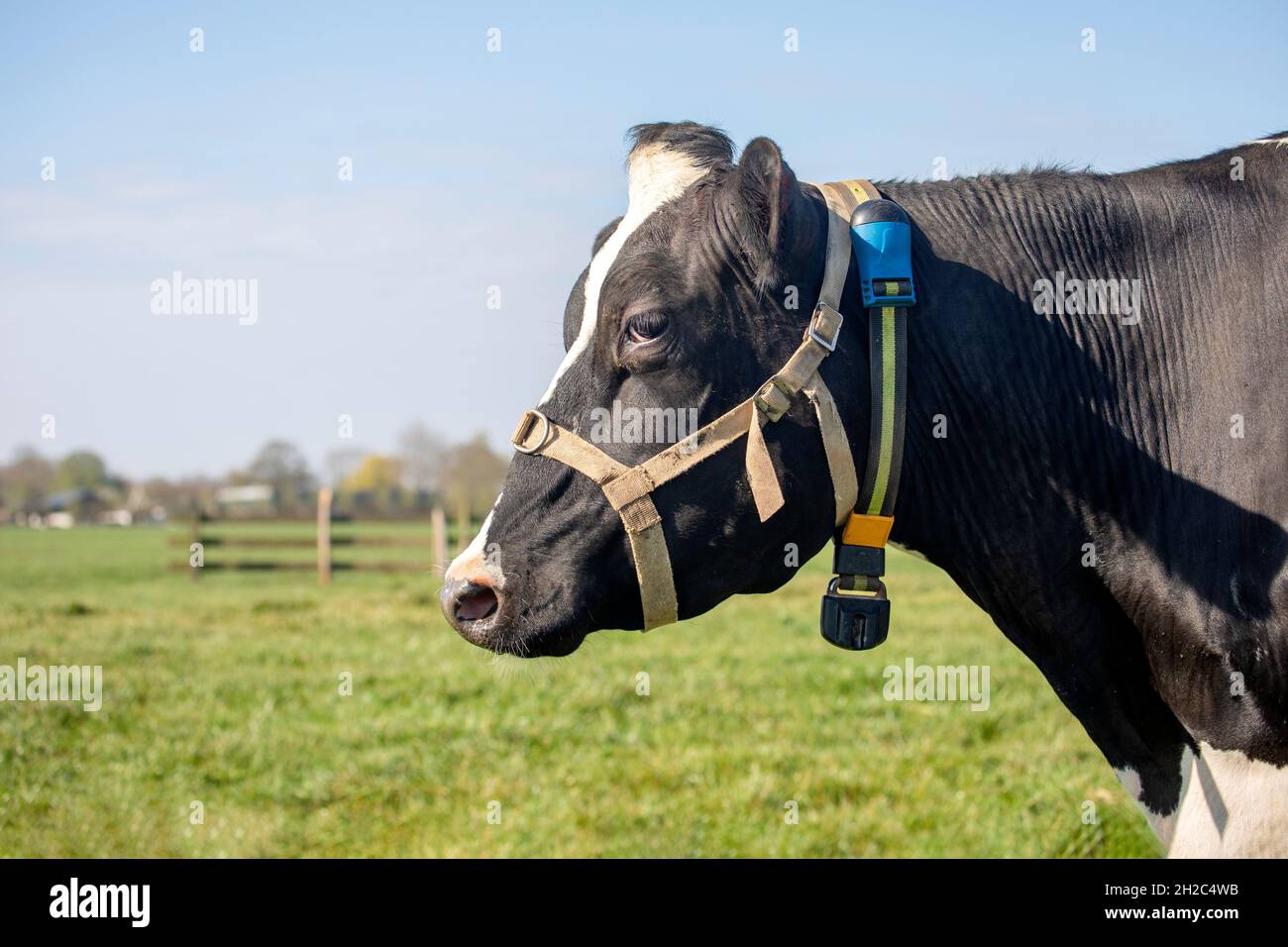 Mucca con cintura halter, vista laterale della testa in un prato verde, profil Foto Stock