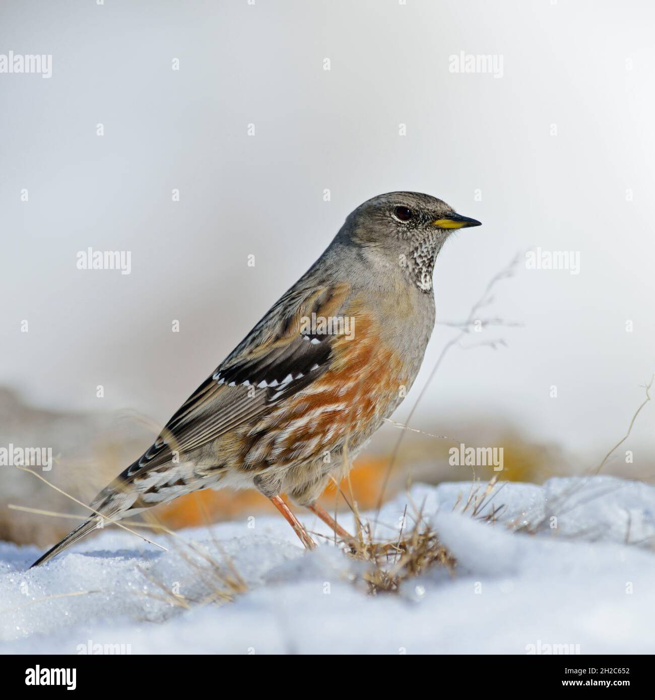 Accentore alpino ( Prunella Collaris ) in piedi nella neve sciogliente, l'erba arriva attraverso, fine dell'inverno nelle alpi, fauna selvatica, Europa. Foto Stock