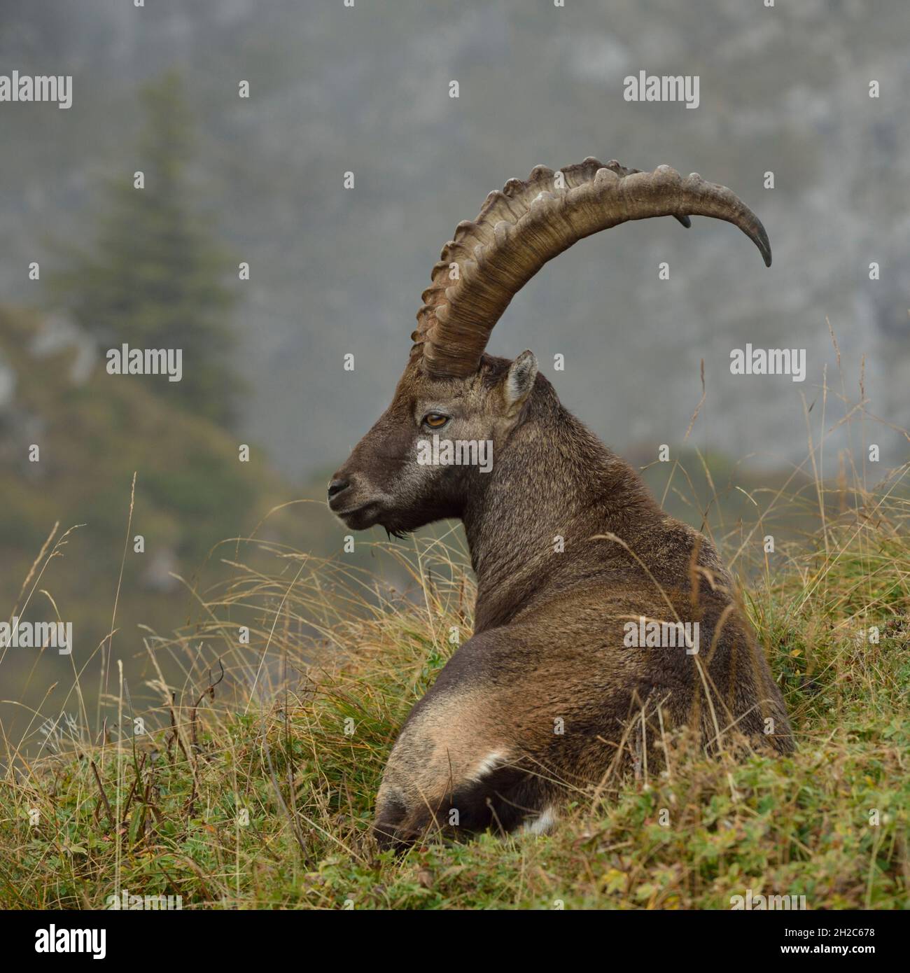 Stambecco alpino ( Capra ibex ) adagiato in una splendida catena montuosa, fauna selvatica, alpi svizzere, Europa. Foto Stock
