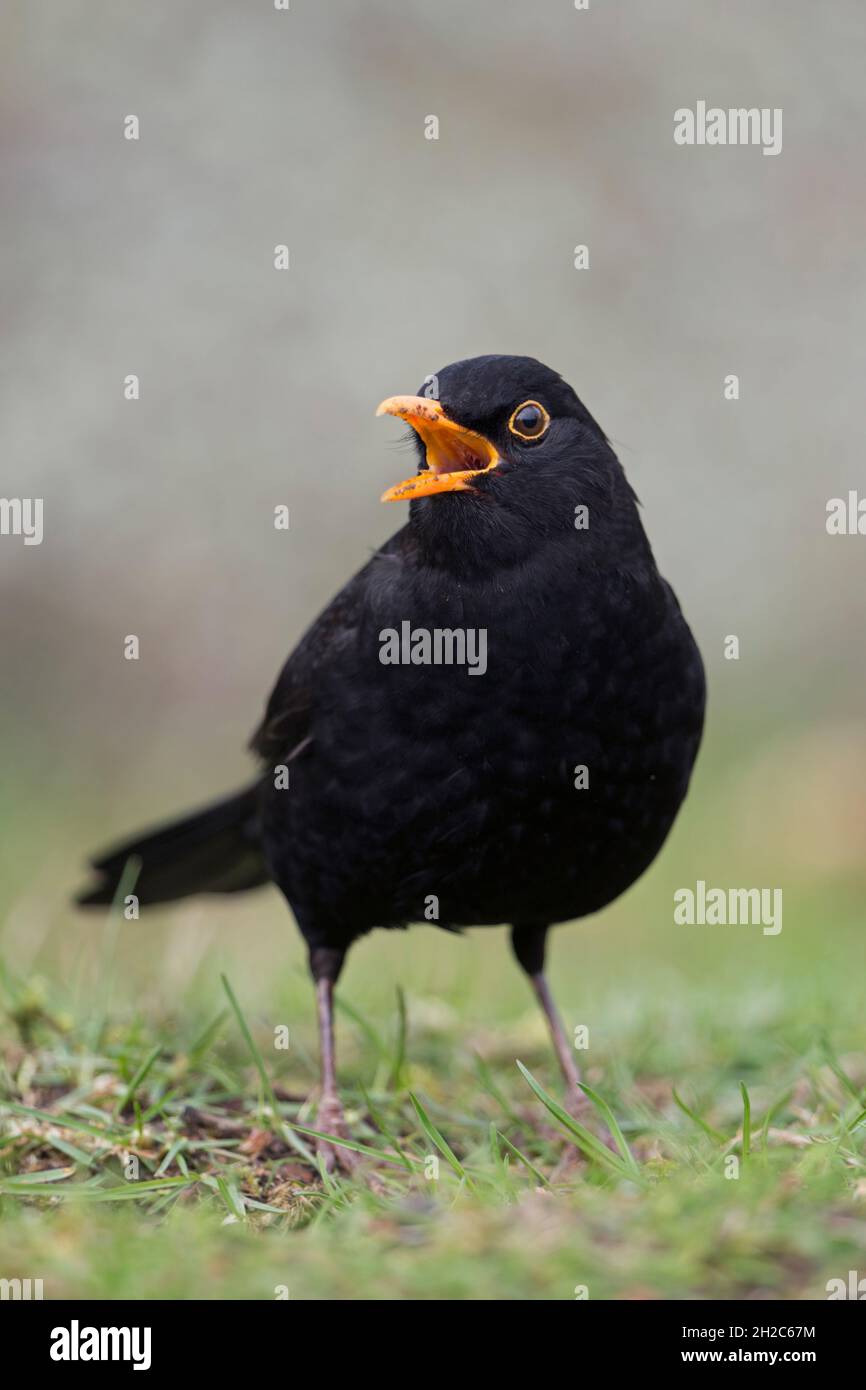 Blackbird comune (Turdus merula), maschio nero, seduto a terra, cantare, corteggiarsi, becco aperto, Bill, Vista frontale, fauna selvatica, Europa. Foto Stock