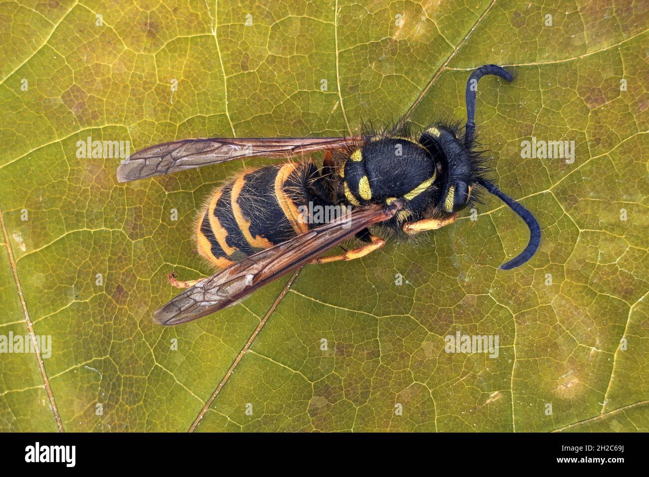 A wasp, obiettivo Schneider Kreuznach Componon 4 / 40mm, apertura 8.0, telecamera Sony A 6400, esposizione 1/25 secondi, ISO-100. 185 foto. Scala 1: 1 Foto Stock