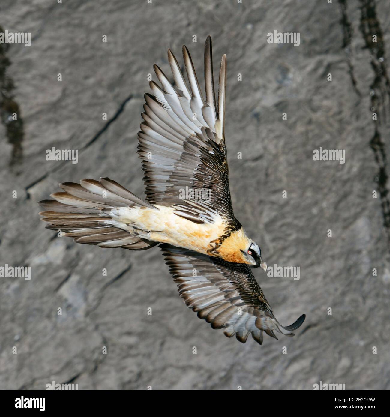 Avvoltoio boscato (Gypaetus barbatus) in volo di volo di volo in volo, di fronte ad una scogliera ripida / pendio, grande e maestoso uccello di prede, fauna selvatica, Alpi svizzere, Foto Stock