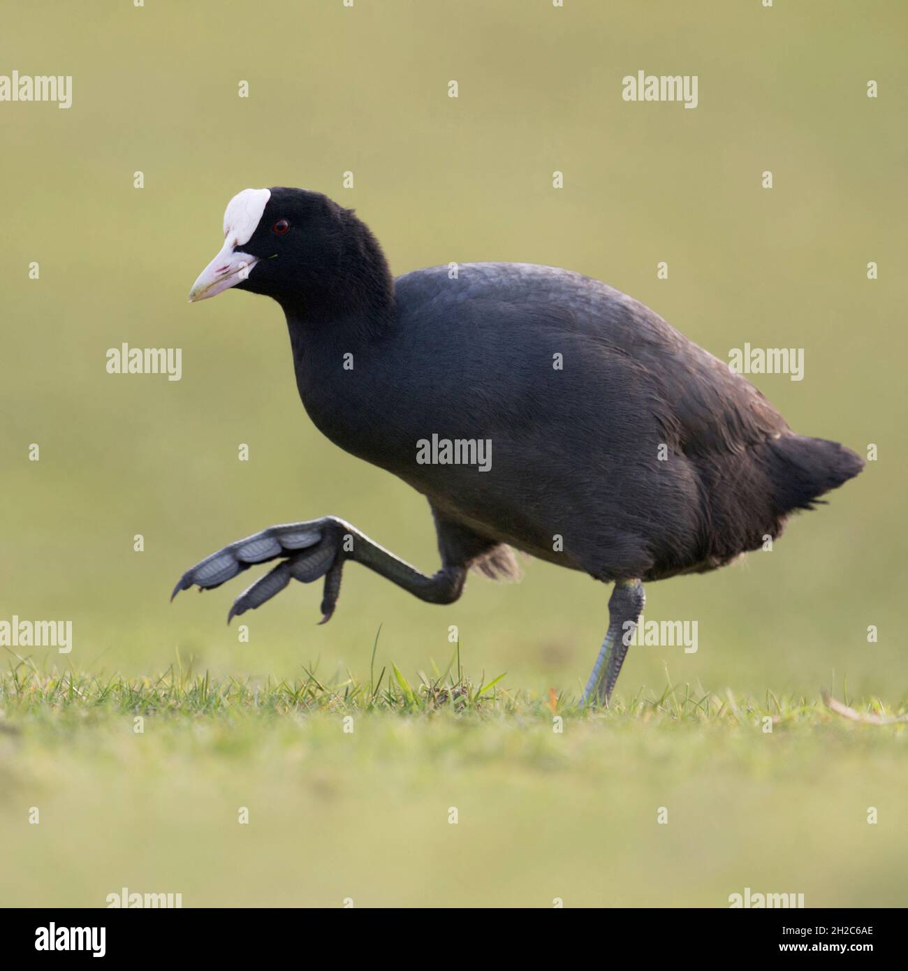 Coot Eurasiano ( Fulica atra ) camminando attraverso l'erba, mostrando i suoi enormi piedi, immagine divertente, fauna selvatica, Europa. Foto Stock