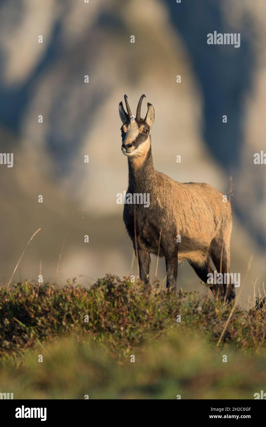 Camosci / camosci alpini ( Rupicapra rupicapra ) in montagne tipiche che circondano, guardando attnetivamente, la fauna selvatica, Europa. Foto Stock