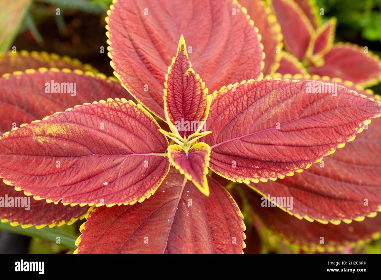 Simmetria nelle foglie di coleo Foto Stock