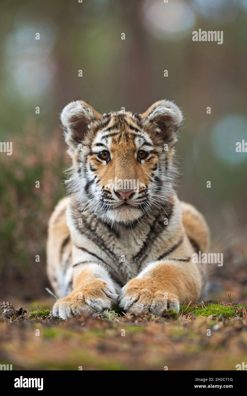 Tigre bengala ( Panthera tigris ), giovane cub carino, poggiato sulla terra di una foresta, vista frontale, mostrando le sue zampe enormi. Foto Stock
