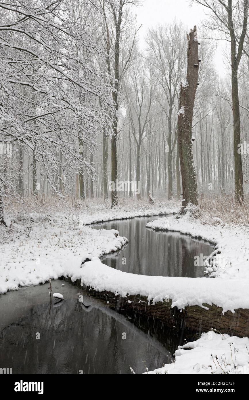 Pausa invernale, foresta di paludi innevate nella regione del basso Reno, Renania Settentrionale Vestfalia, Germania, Europa. Foto Stock