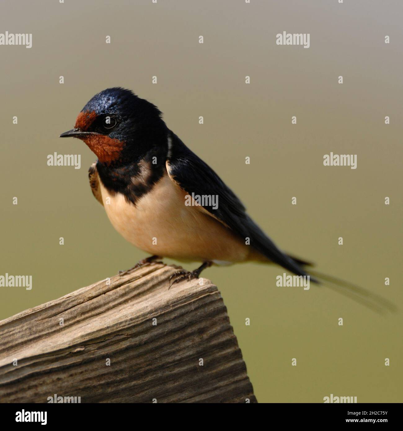 Barn Swallow ( Hirundo rustica ) perchedon un recinto di legno di fronte a bello sfondo pulito, fauna selvatica, Europa. Foto Stock