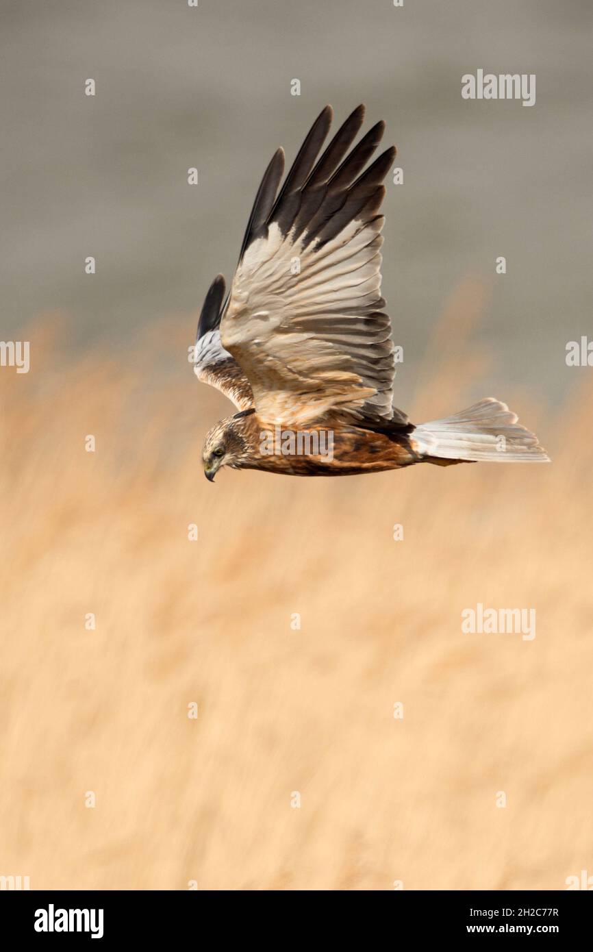 Western Marsh Harrier ( Circus aeruginosus ) in volo, volando su canne d'oro, alla ricerca di preda, fauna selvatica, Paesi Bassi, Europa. Foto Stock