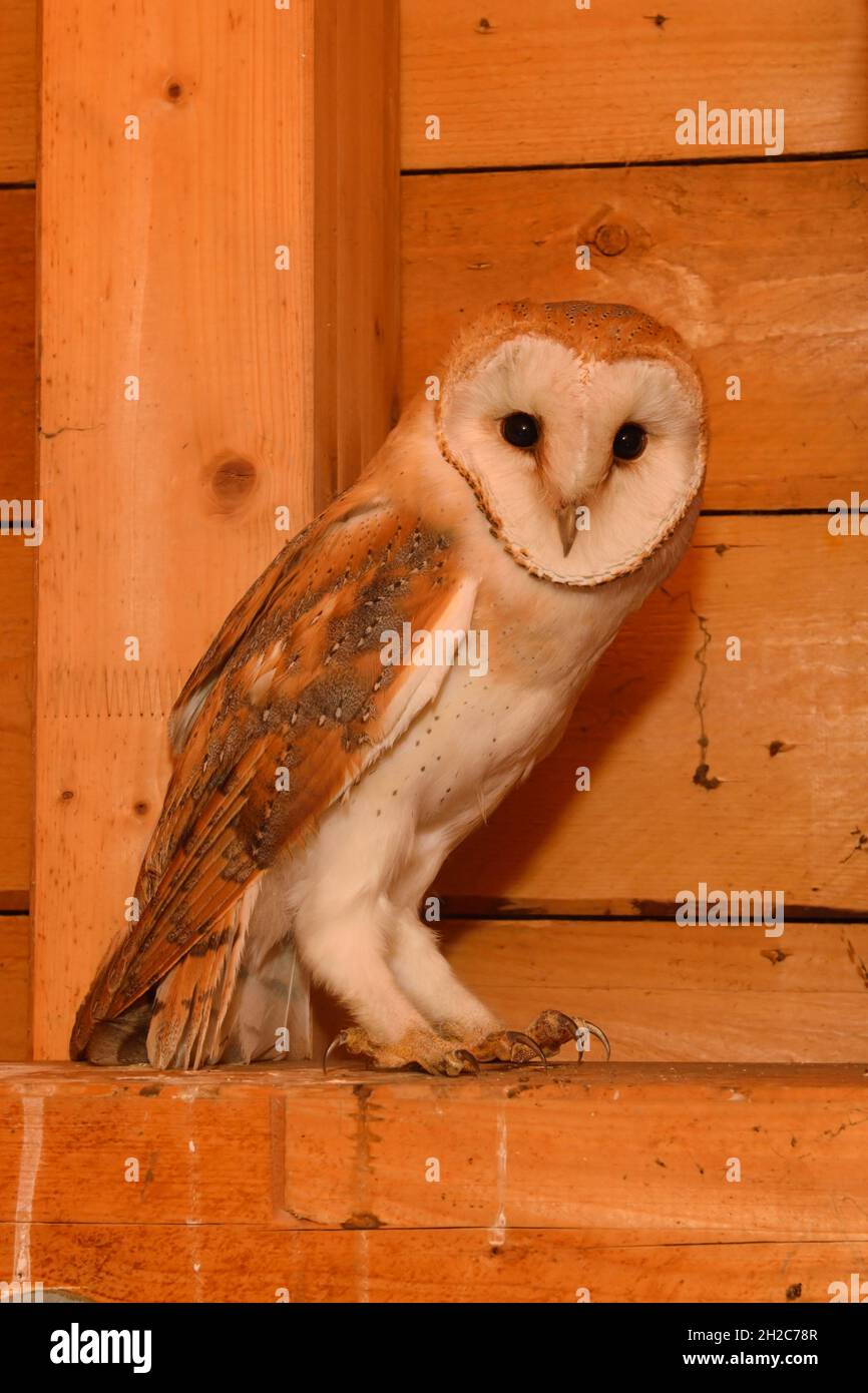 Barn Owl ( Typo alba ) seduto nel capriate di legno di una chiesa, fauna selvatica, Europa. Foto Stock