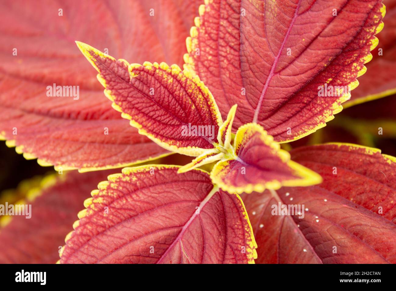 Simmetria nelle foglie di coleo Foto Stock