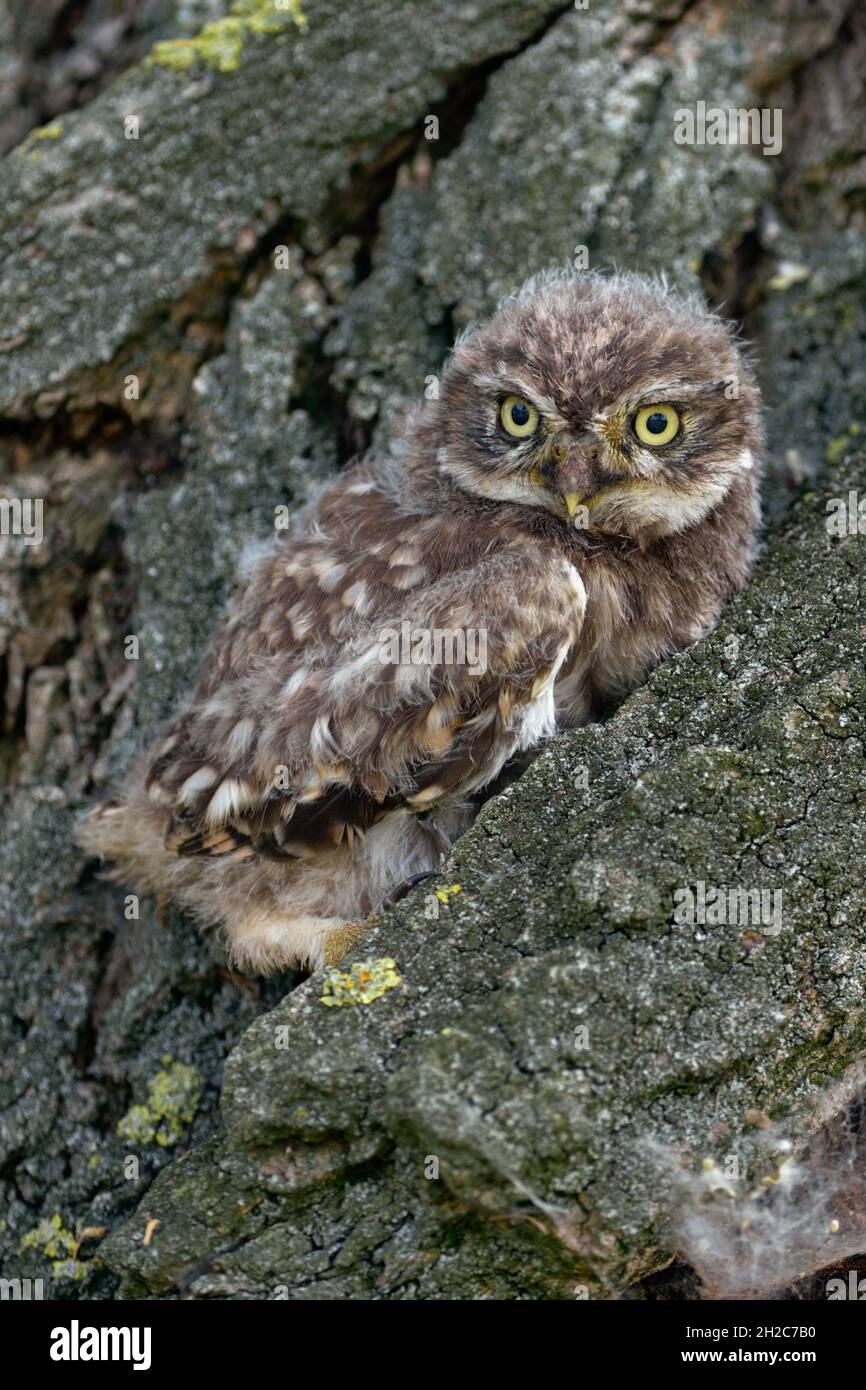 Little Owl ( Athene nattua ), carino giovane fledelling, pulcino piccolo, owlet, seduta, Nascondersi nella corteccia di un albero con i suoi occhi gialli spalancati, fauna selvatica, UE Foto Stock