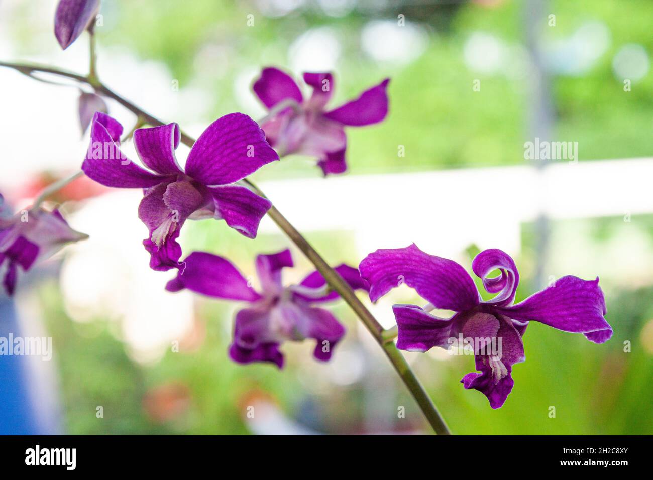 bel bouquet di fiori di orchidea Foto Stock