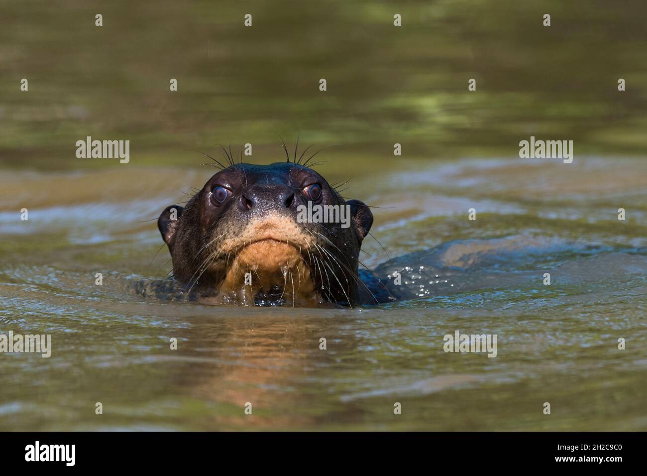 Ritratto di una lontra gigante, Pteronura brasiliensis, guardando la fotocamera. Pantanal, Mato Grosso, Brasile Foto Stock
