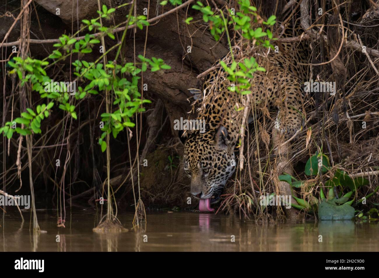 Una Jaguar, Panthera onca, acqua potabile dal fiume Cuiaba. Stato del Mato Grosso do sul, Brasile. Foto Stock