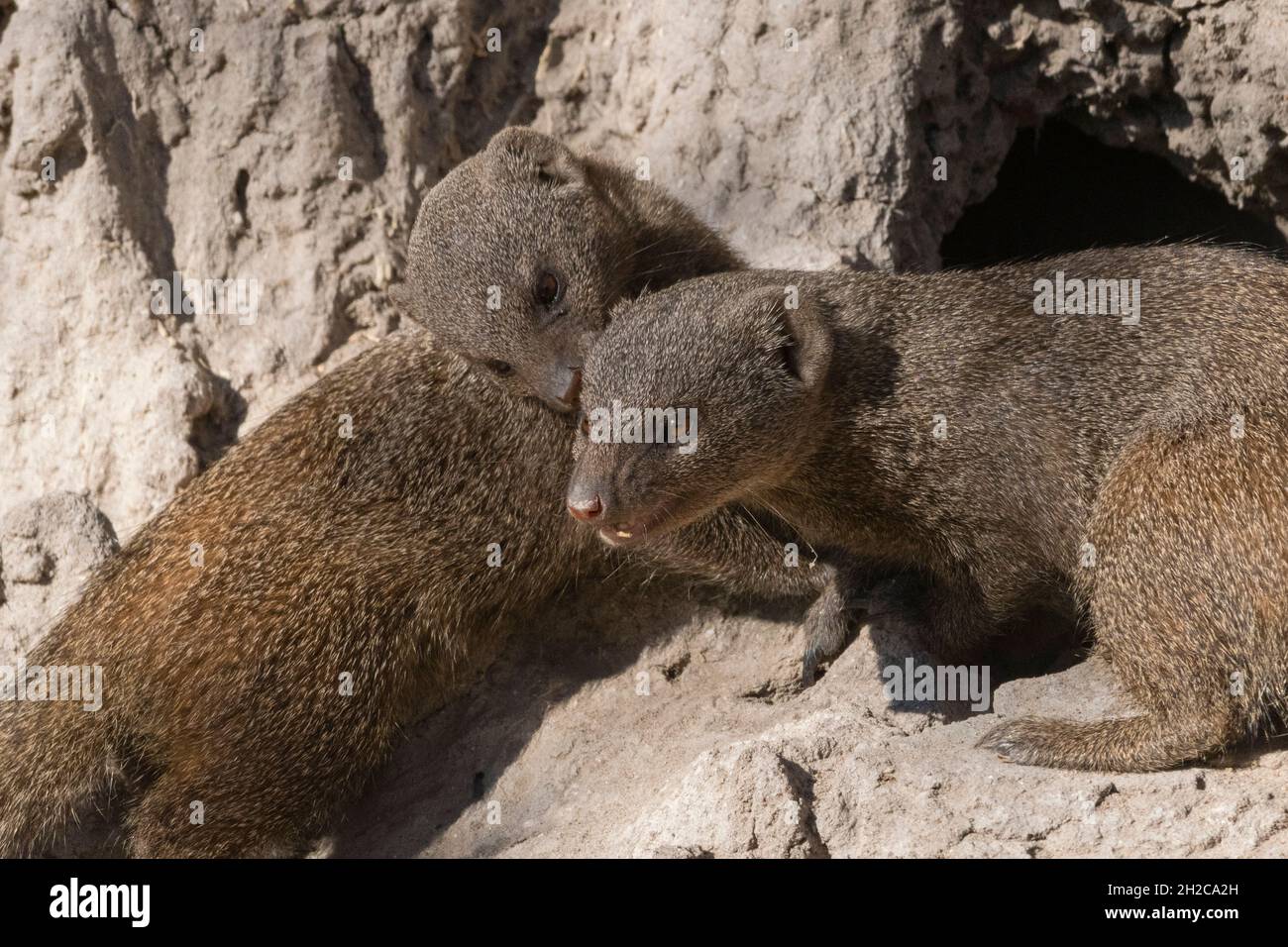 Due mannane nane, Helogale parvula, su un tumulo di termiti. Concessione Khwai, Delta Okavango, Botswana Foto Stock